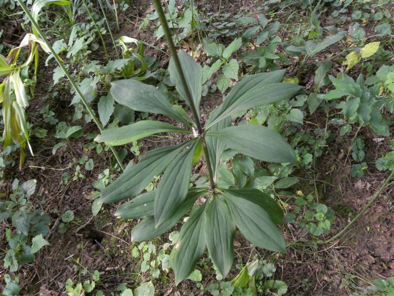 Lilium martagon / Giglio martagone