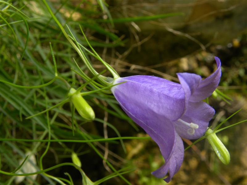 Campanula carnica / Campanula della Carnia