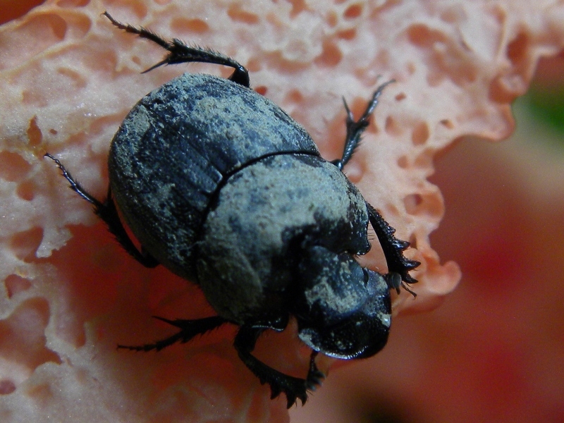 Onthophagus verticicornis