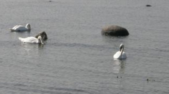Trova l''intruso ...