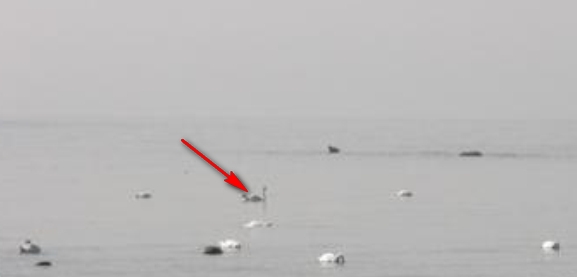 Trova l''intruso ...