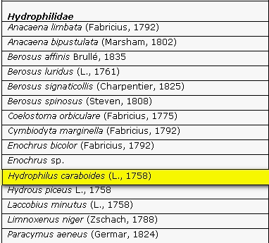 Quale Agabus? Hydrophilus piceus