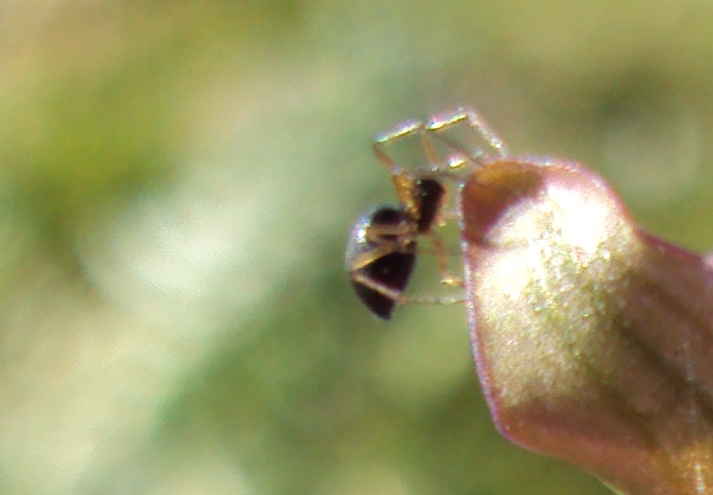 Ragnetto su orchidea (Linyphiidae)