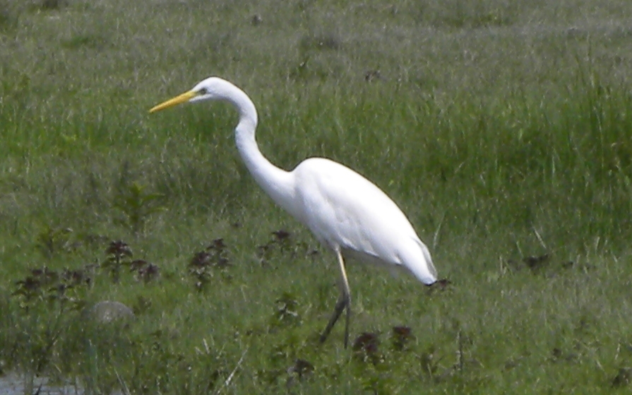 Sono entrambi Aironi bianchi?