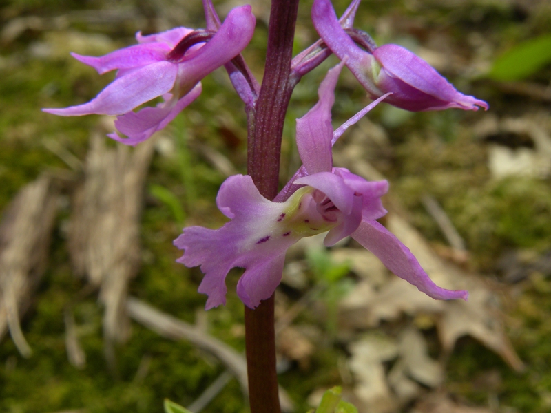 Orchis mascula (L.) L.