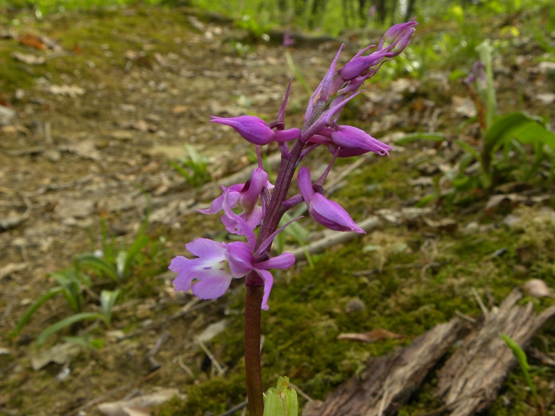 Orchis mascula (L.) L.