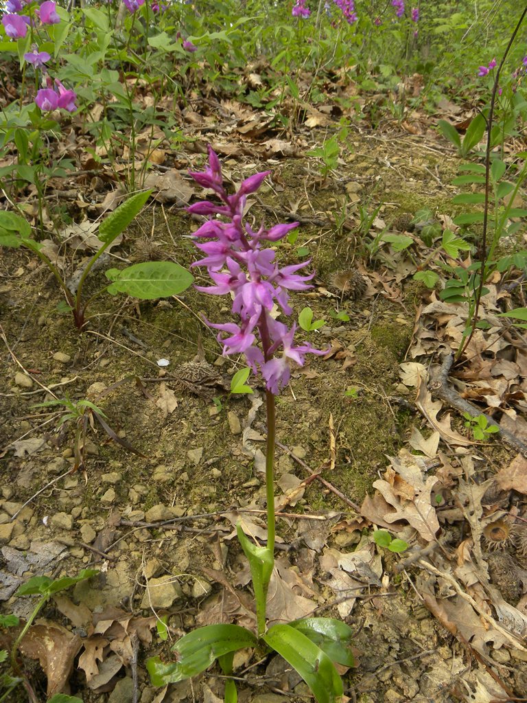 Orchis mascula (L.) L.
