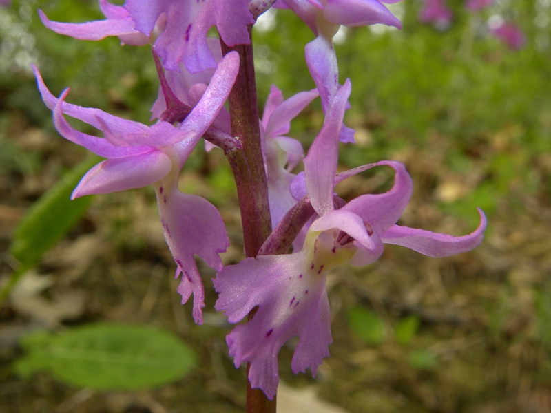 Orchis mascula (L.) L.