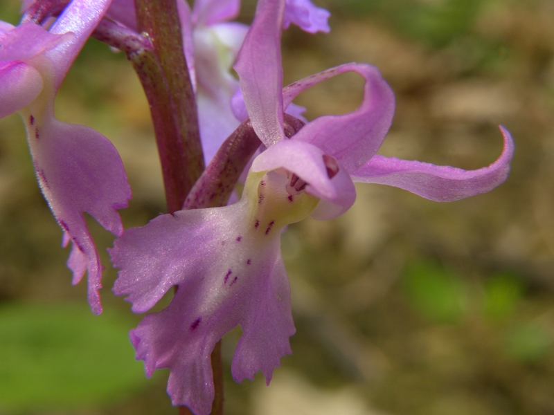 Orchis mascula (L.) L.