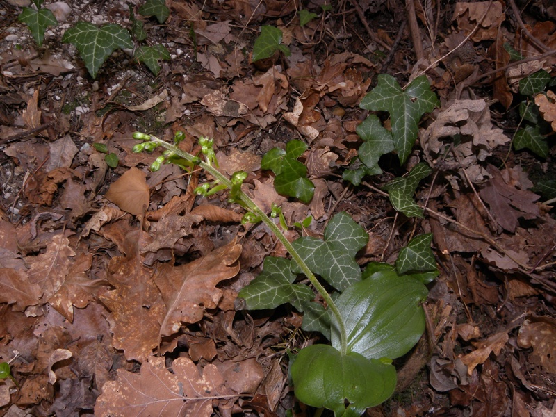 Listera ovata (L.) R.Br.