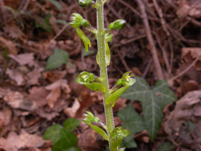 Listera ovata (L.) R.Br.