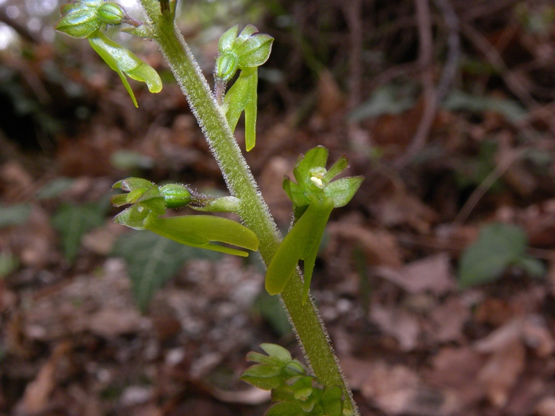Listera ovata (L.) R.Br.