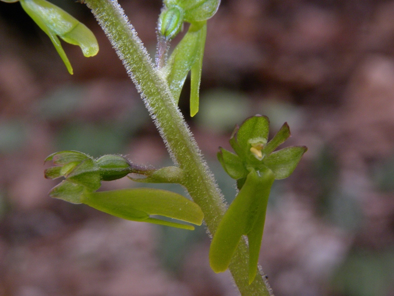 Listera ovata (L.) R.Br.