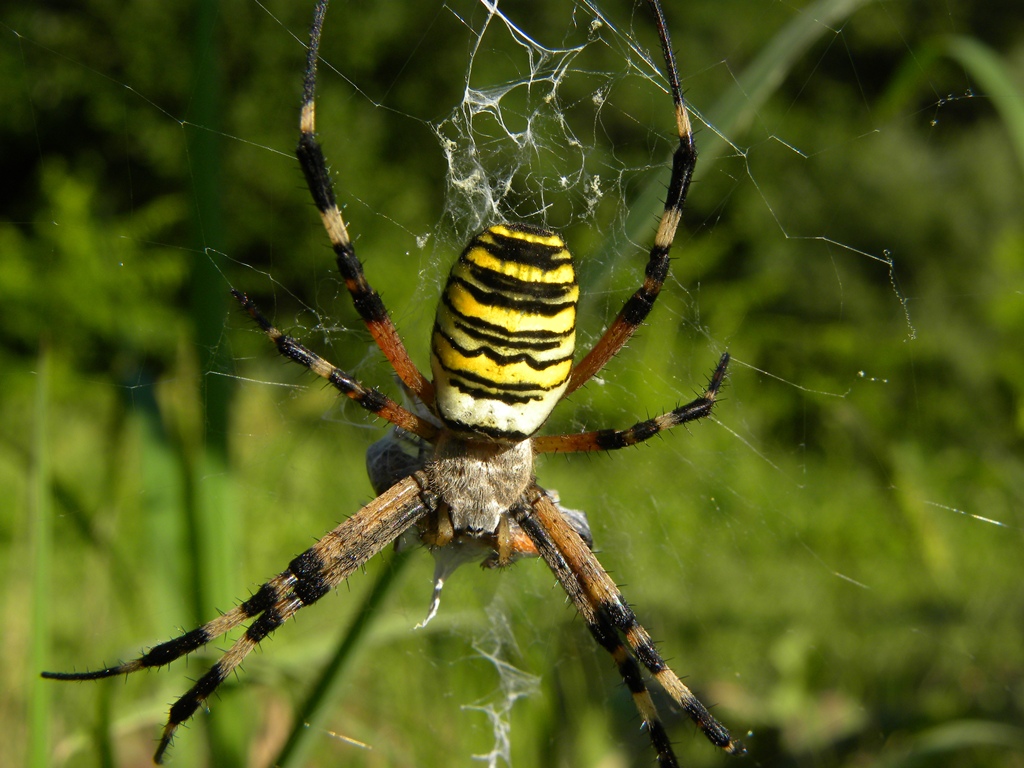 Argiope bruennichi Scopoli, 1772
