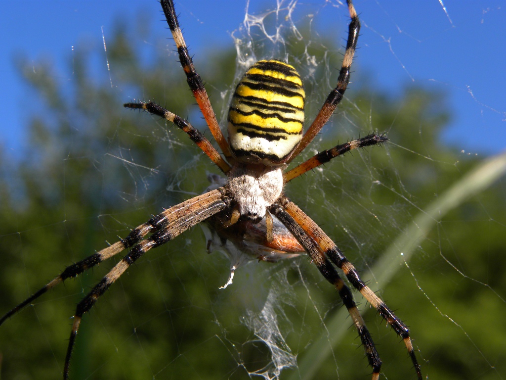 Argiope bruennichi Scopoli, 1772