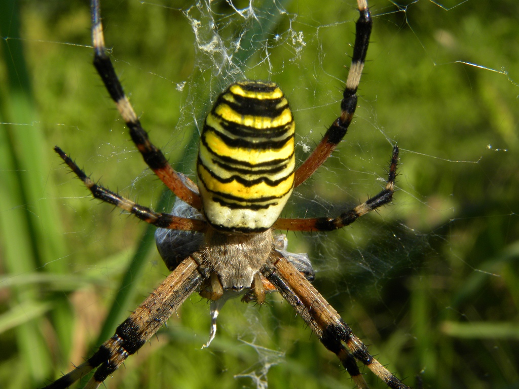 Argiope bruennichi Scopoli, 1772