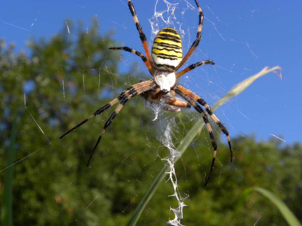 Argiope bruennichi Scopoli, 1772