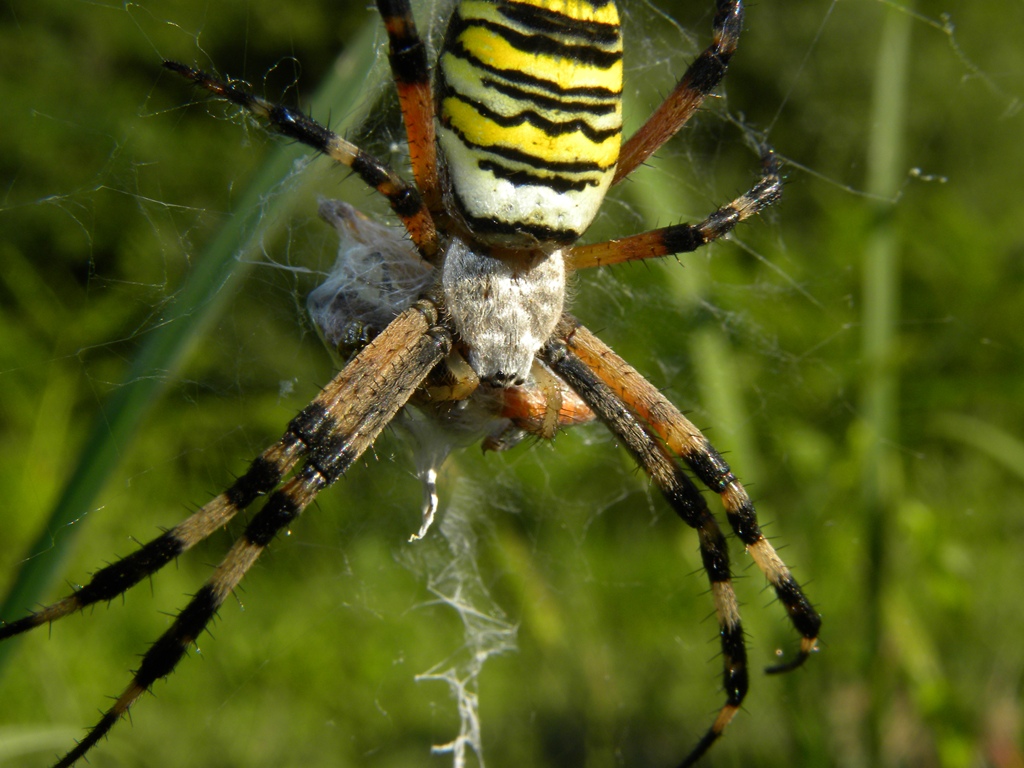 Argiope bruennichi Scopoli, 1772