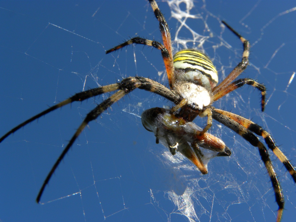 Argiope bruennichi Scopoli, 1772