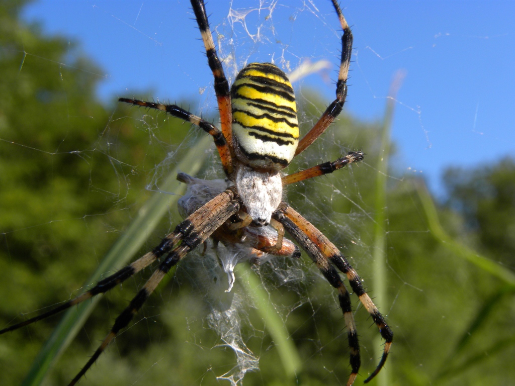 Argiope bruennichi Scopoli, 1772