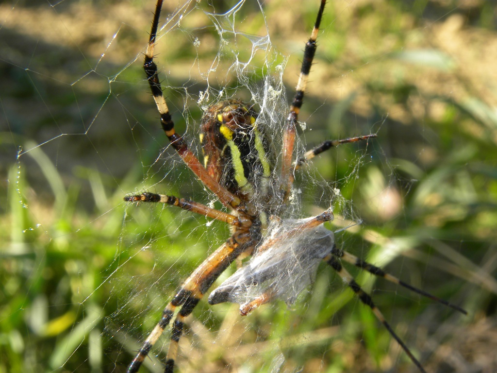 Argiope bruennichi Scopoli, 1772