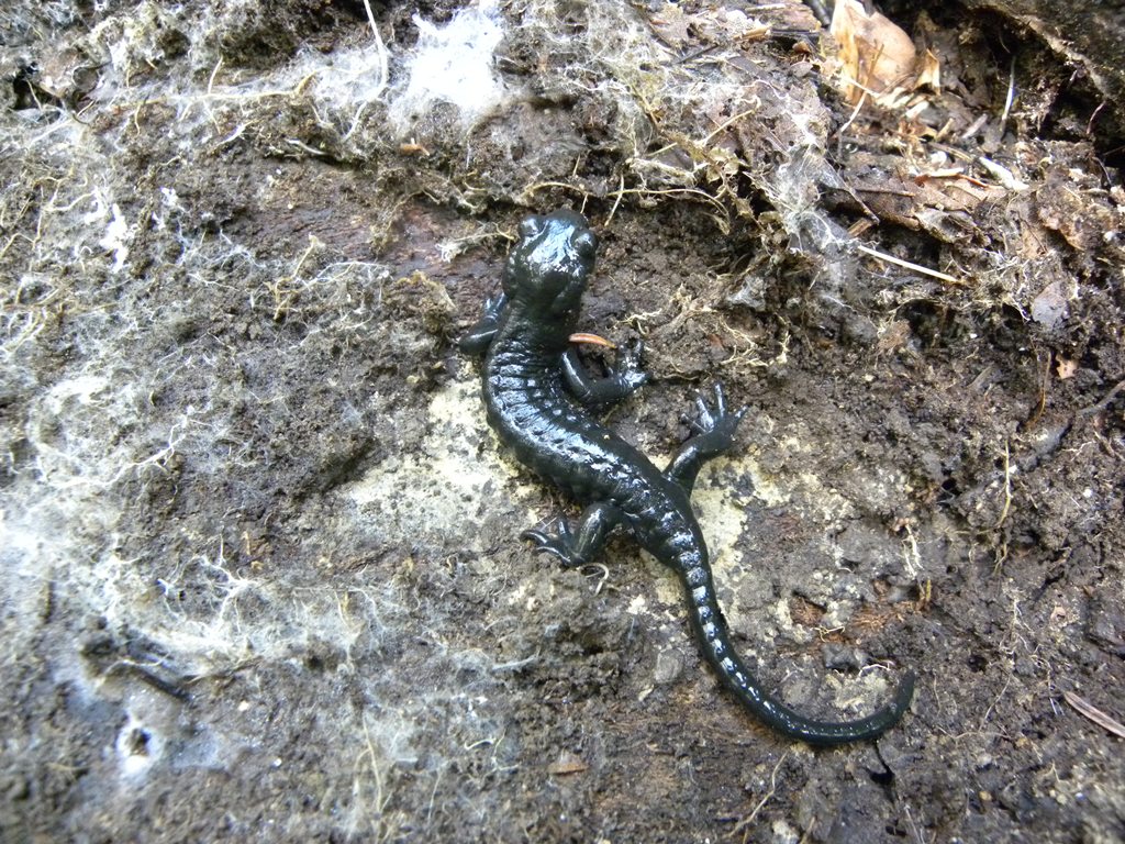 Un pomeriggio con la Salamandra atra in compagnia di Barbaxx