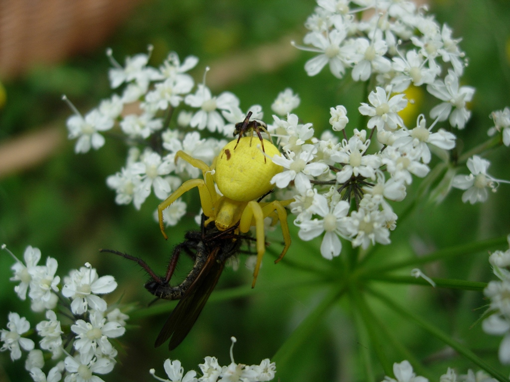 La morte viene con un...fiore di cardo (Thomisus onustus)