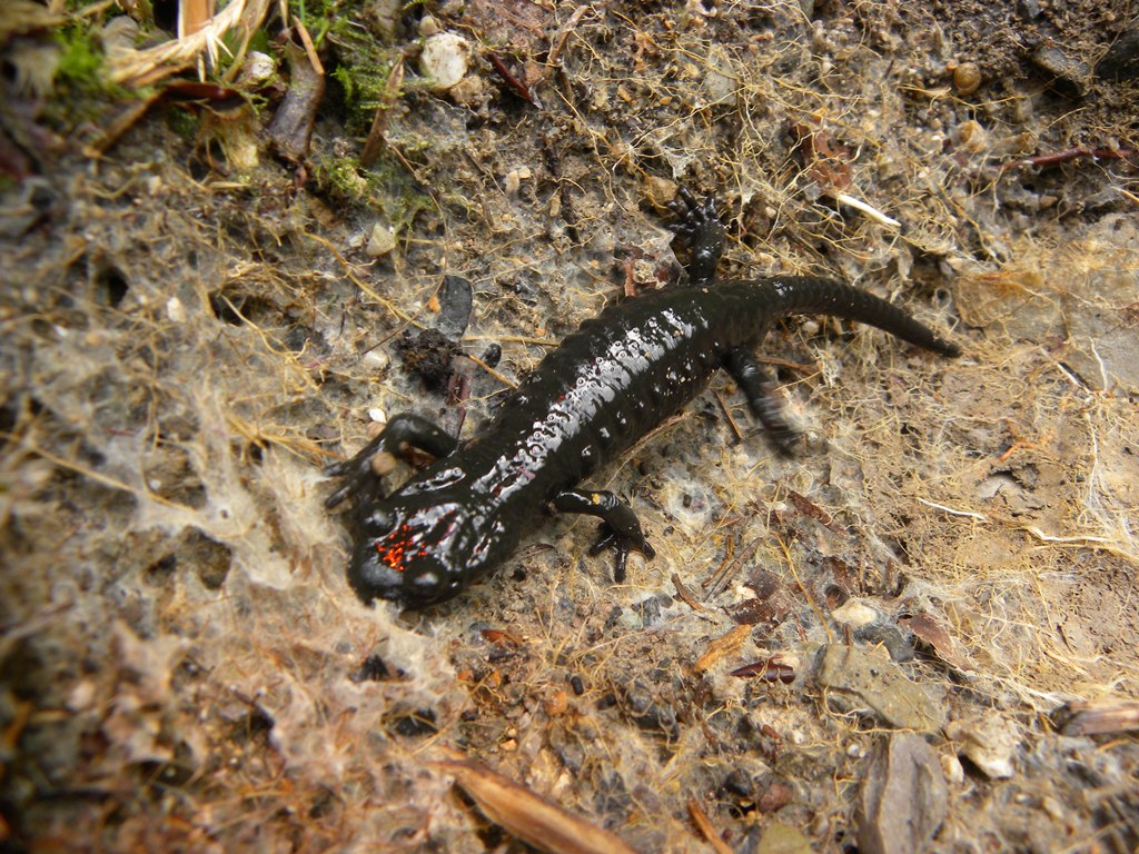 Un pomeriggio con la Salamandra atra in compagnia di Barbaxx