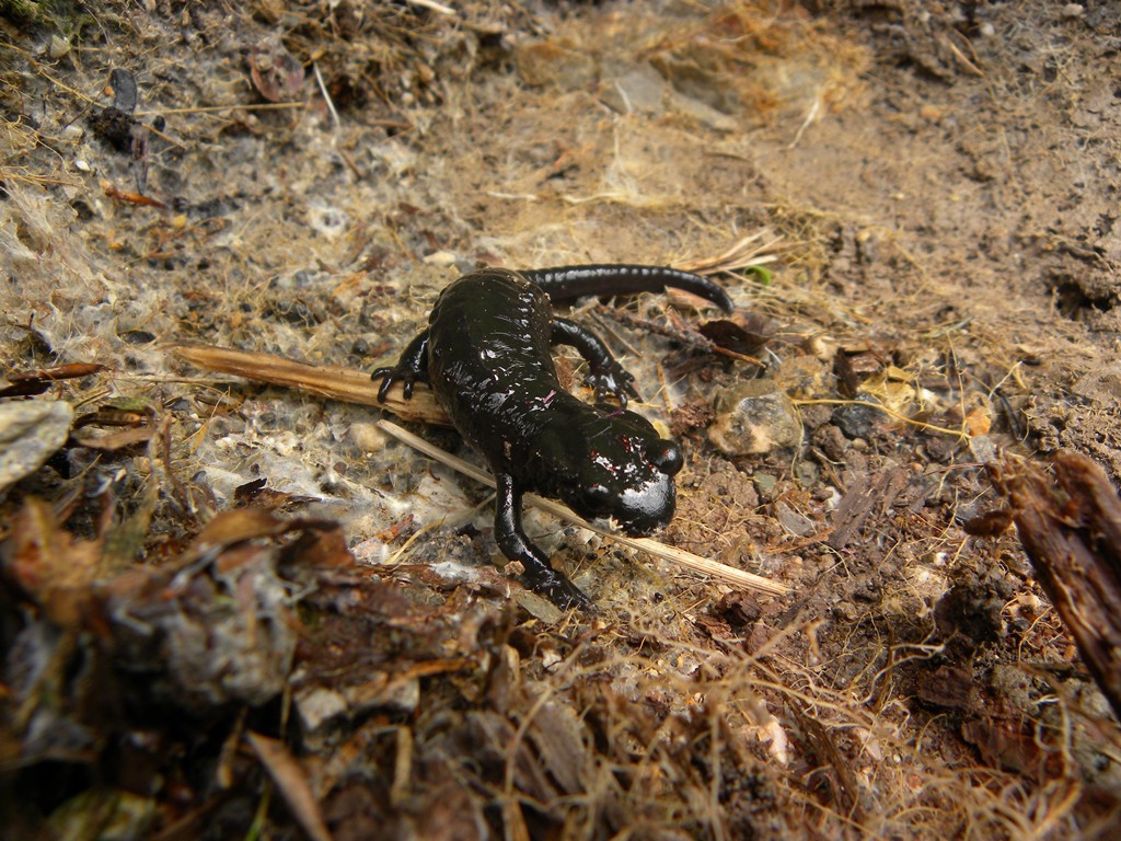 Un pomeriggio con la Salamandra atra in compagnia di Barbaxx