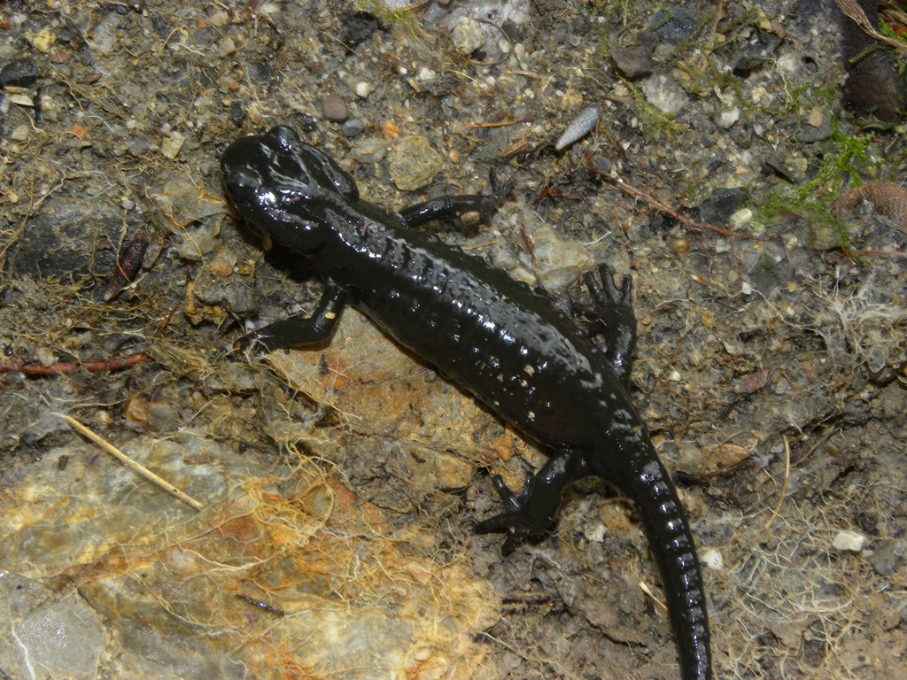 Un pomeriggio con la Salamandra atra in compagnia di Barbaxx