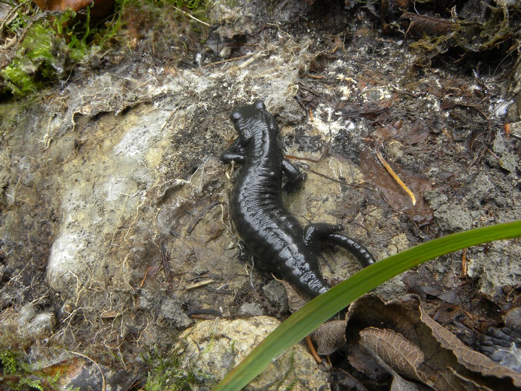 Un pomeriggio con la Salamandra atra in compagnia di Barbaxx