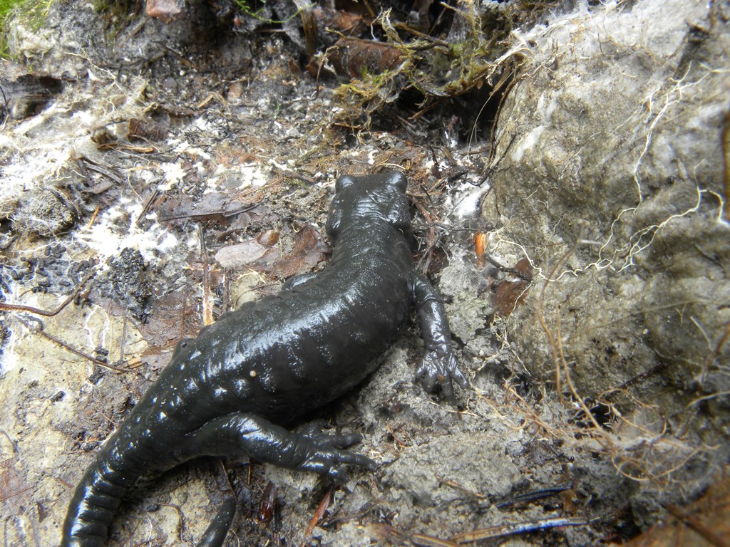 Un pomeriggio con la Salamandra atra in compagnia di Barbaxx