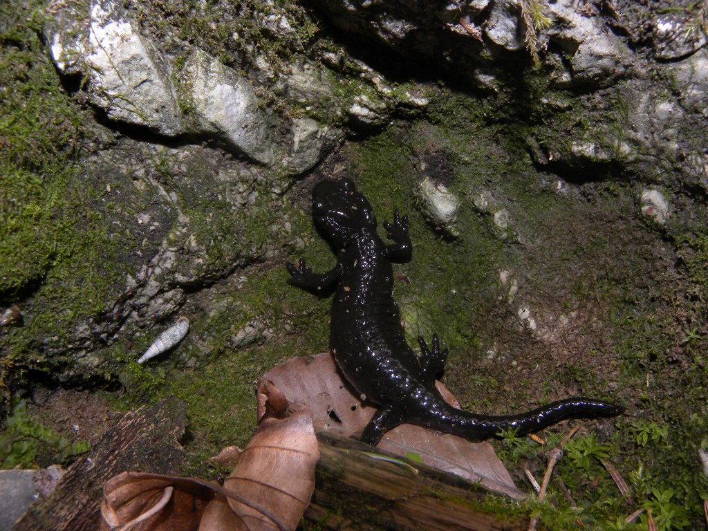 Un pomeriggio con la Salamandra atra in compagnia di Barbaxx