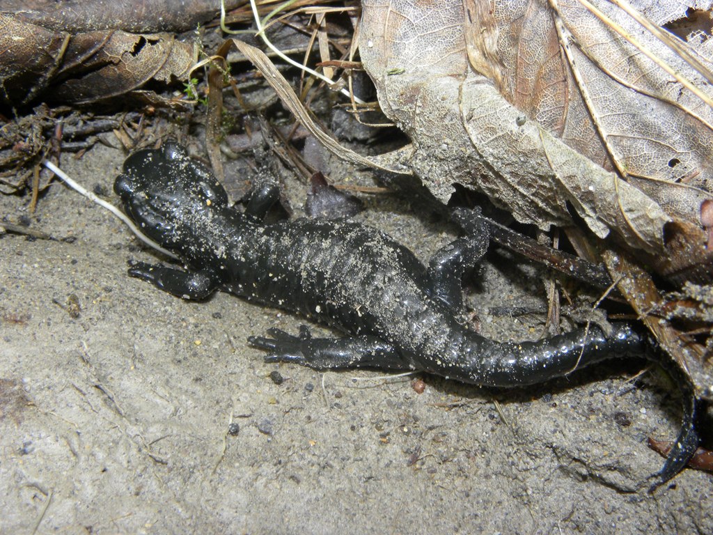 Un pomeriggio con la Salamandra atra in compagnia di Barbaxx