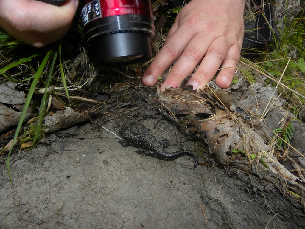 Un pomeriggio con la Salamandra atra in compagnia di Barbaxx