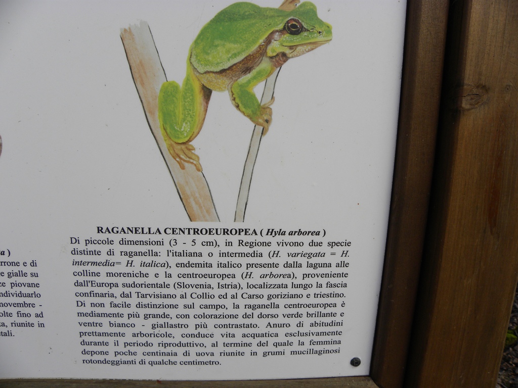 Hyla.... dalla Gallura - Hyla sarda