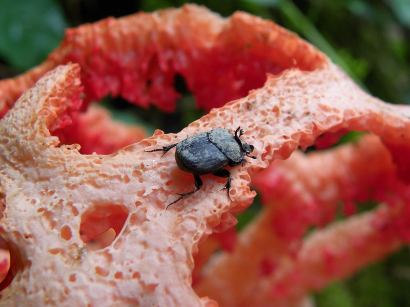 Onthophagus verticicornis