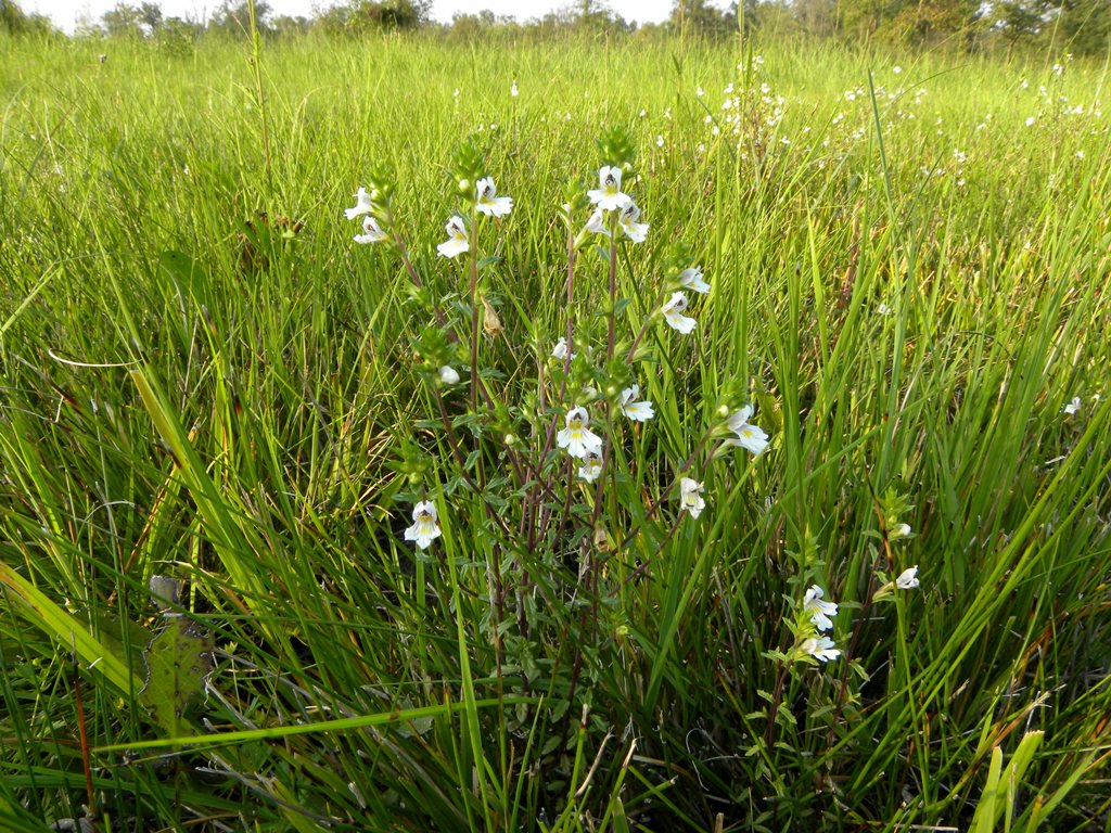 Euphrasia marchesettii Wettst.