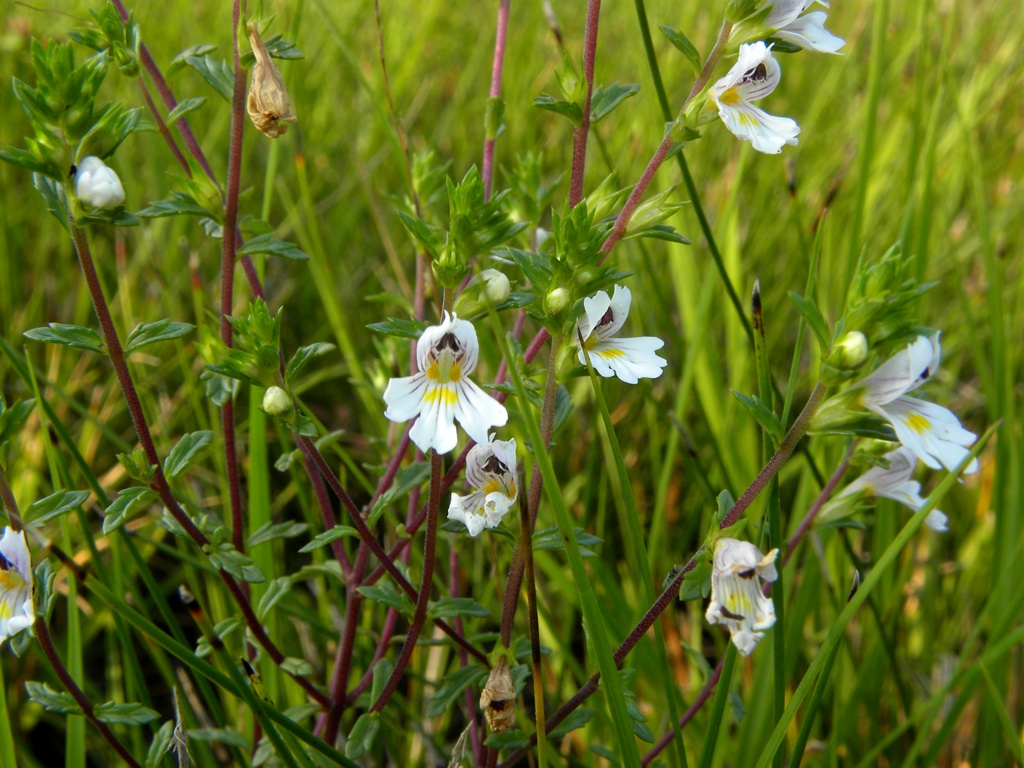 Euphrasia marchesettii Wettst.