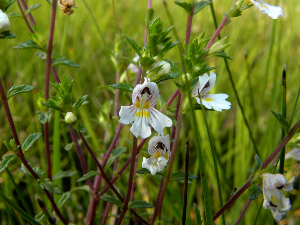 Euphrasia marchesettii Wettst.