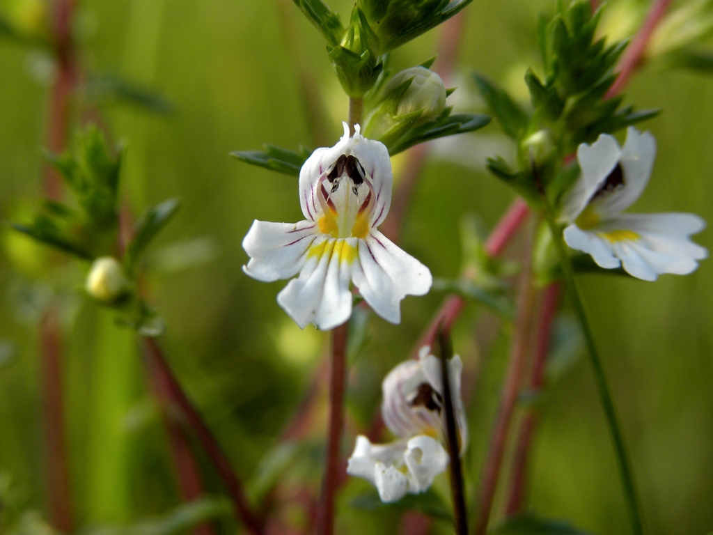 Euphrasia marchesettii Wettst.