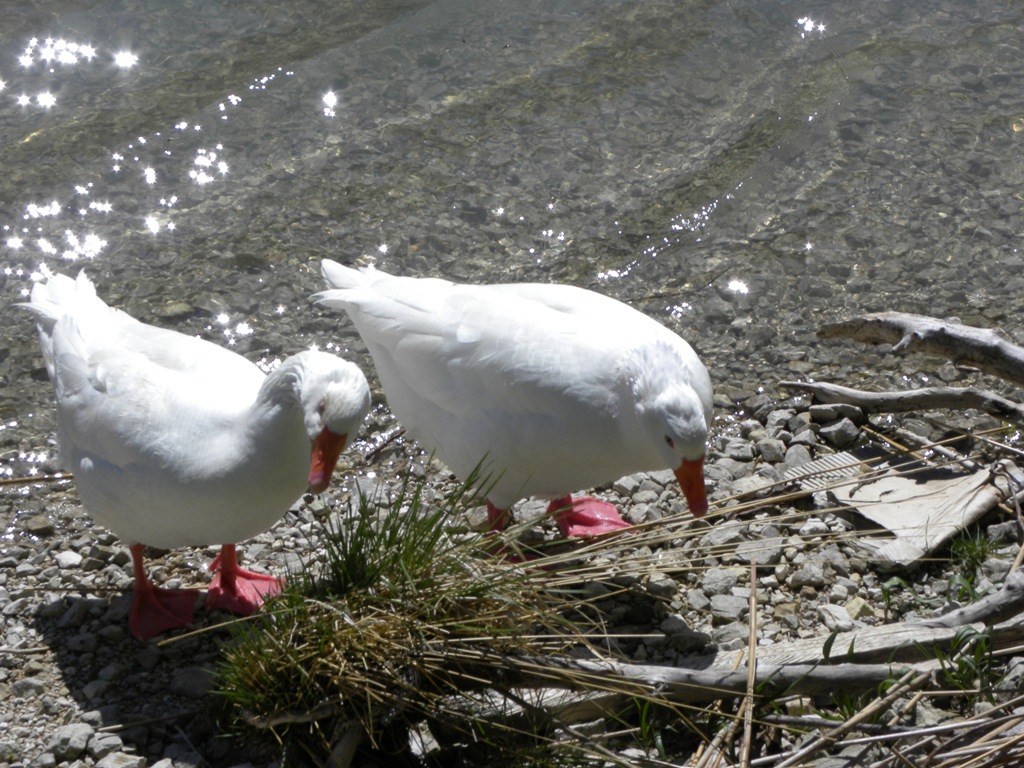 volo di oche selvatiche