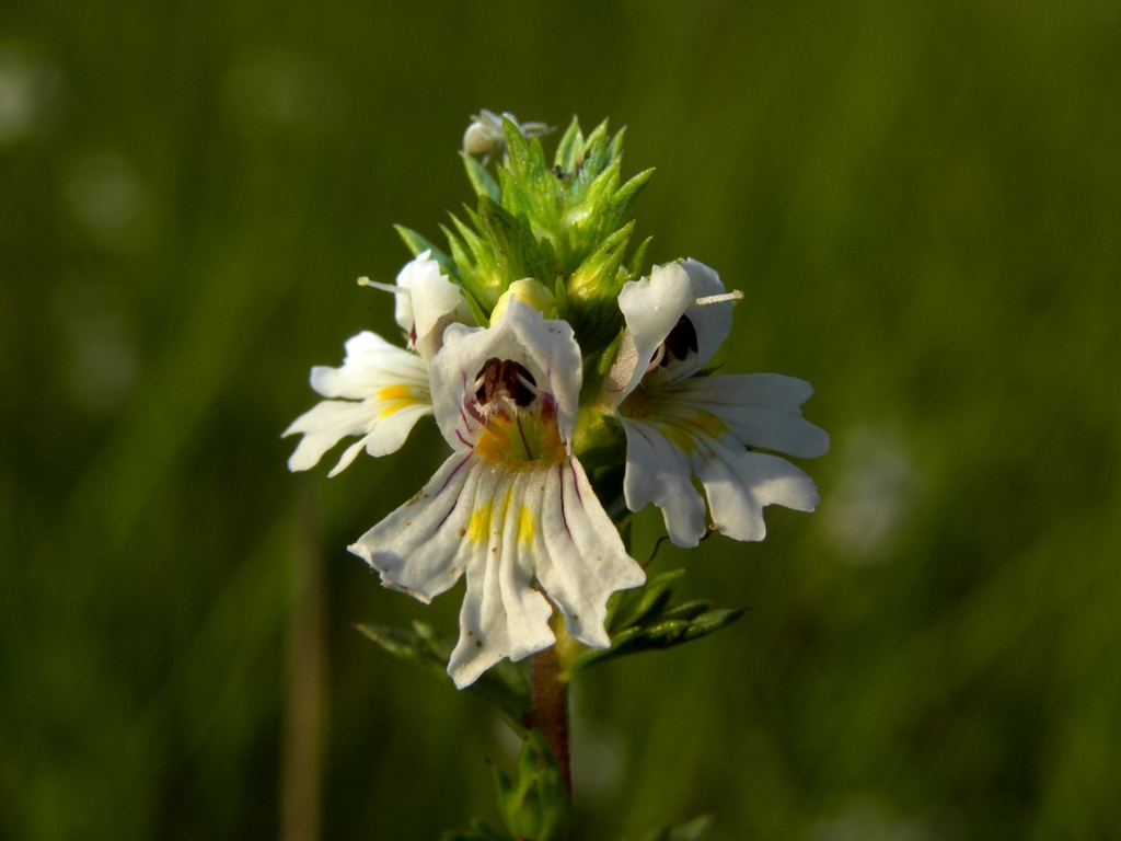 Euphrasia marchesettii Wettst.