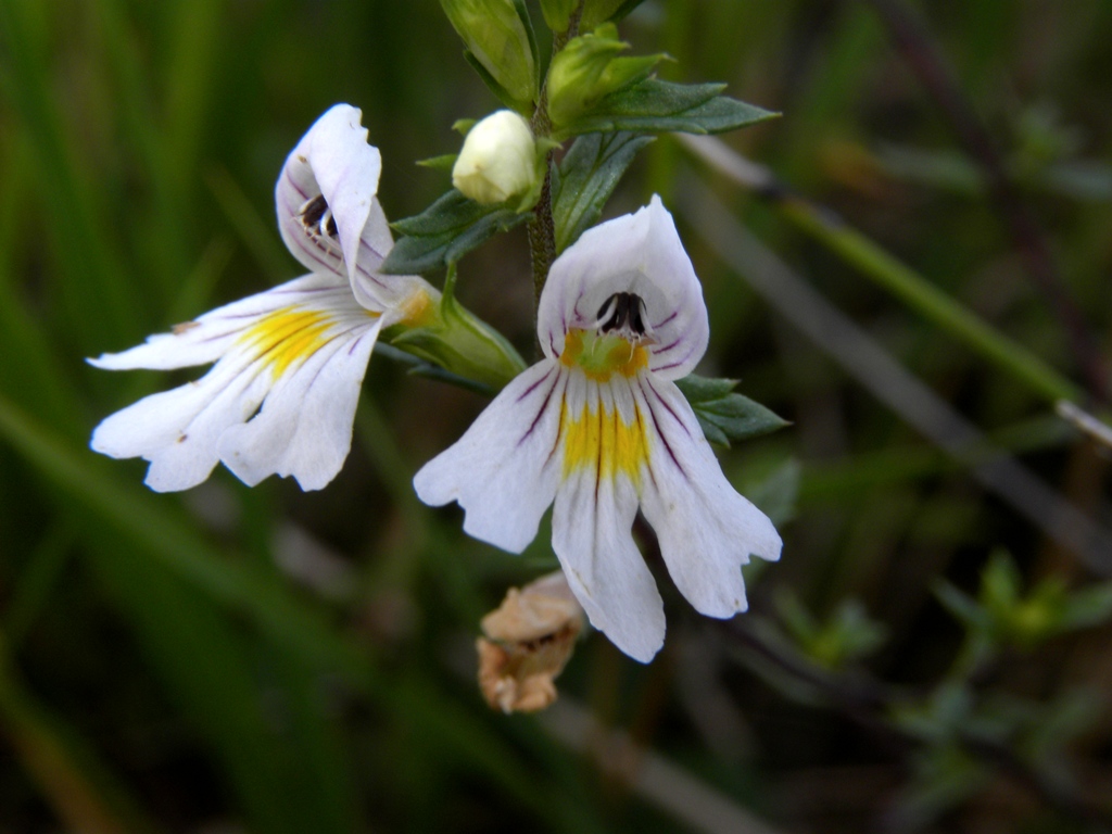 Euphrasia marchesettii Wettst.