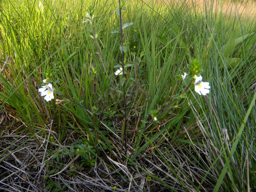 Euphrasia marchesettii Wettst.