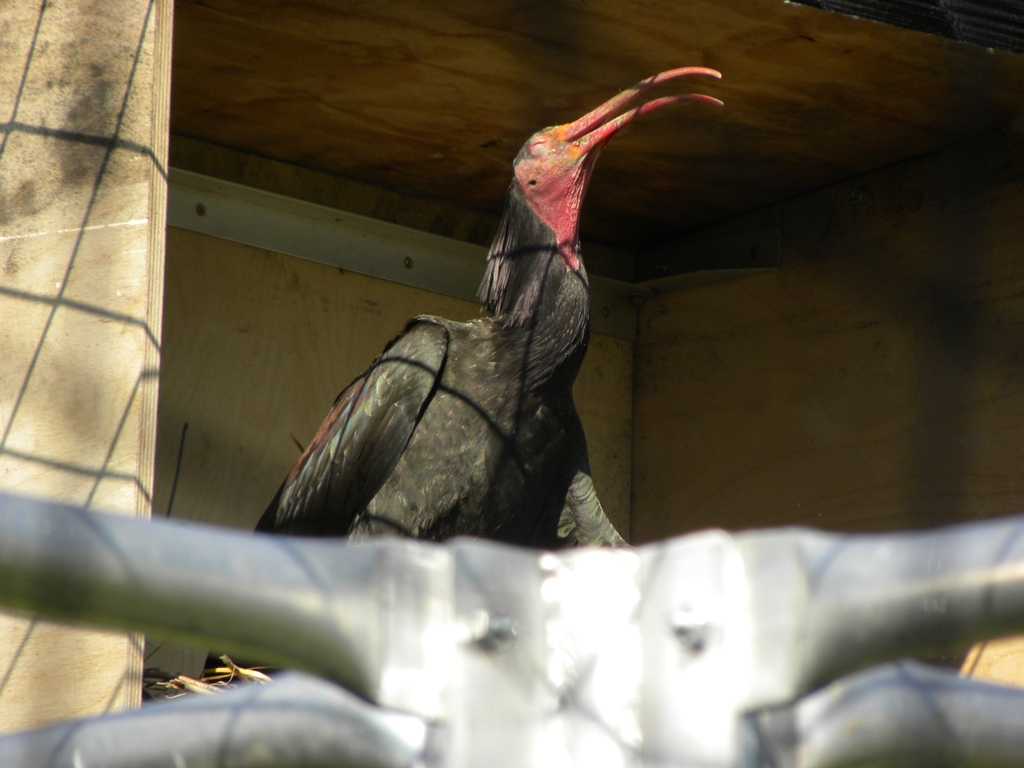 Geronticus eremita (Ibis eremita) in cattivit.