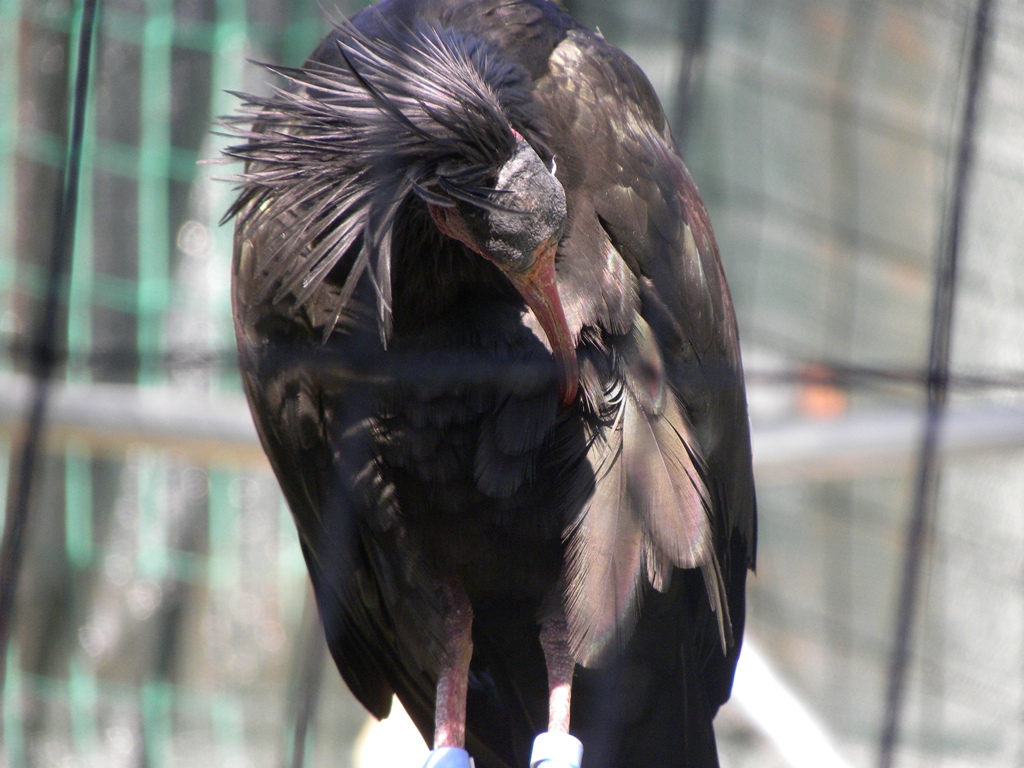 Geronticus eremita (Ibis eremita) in cattivit.