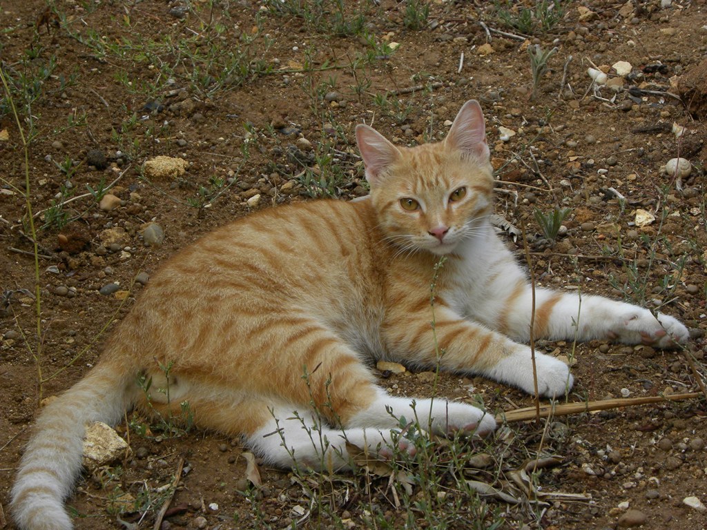 ...ma la volete abbassare ''sta musica?????????