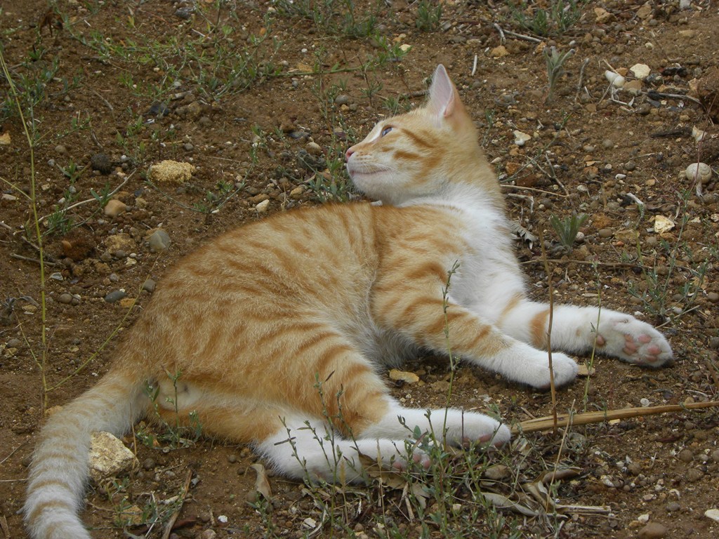 ...ma la volete abbassare ''sta musica?????????