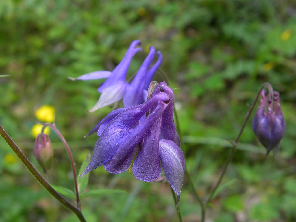 Quale Aquilegia?